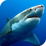 sharks live wallpaper android application logo